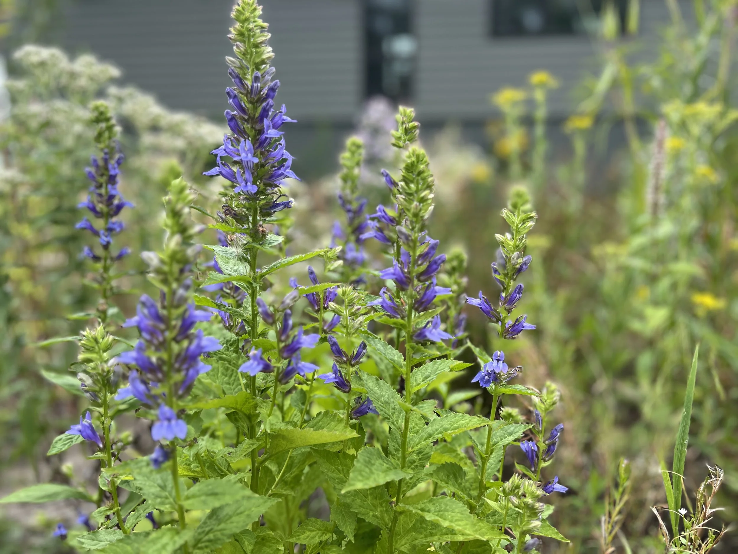 Great Blue Lobelia