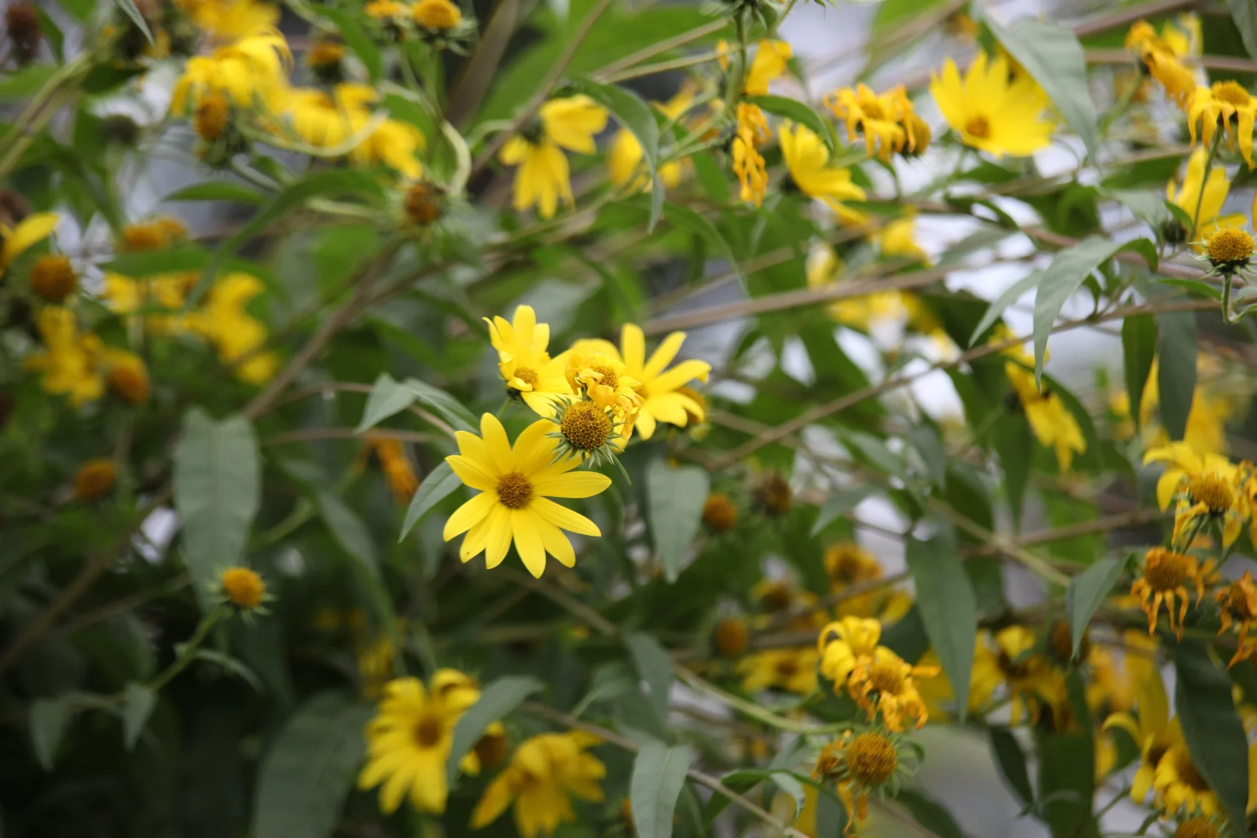 Maximillian Sunflower.webp