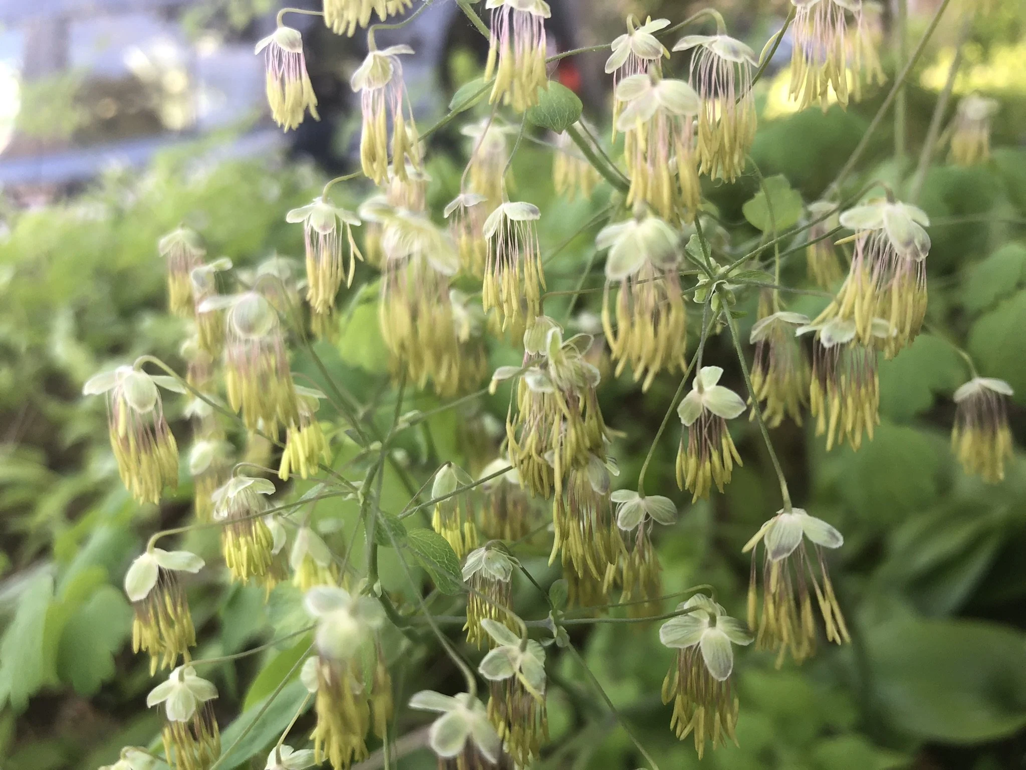 Early Meadow Rue