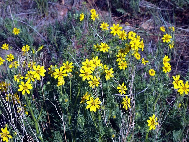 Coreopsis palmata.jpg