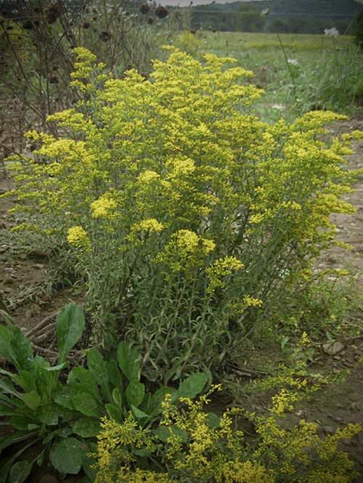 Copy of Solidago nemoralis.jpg