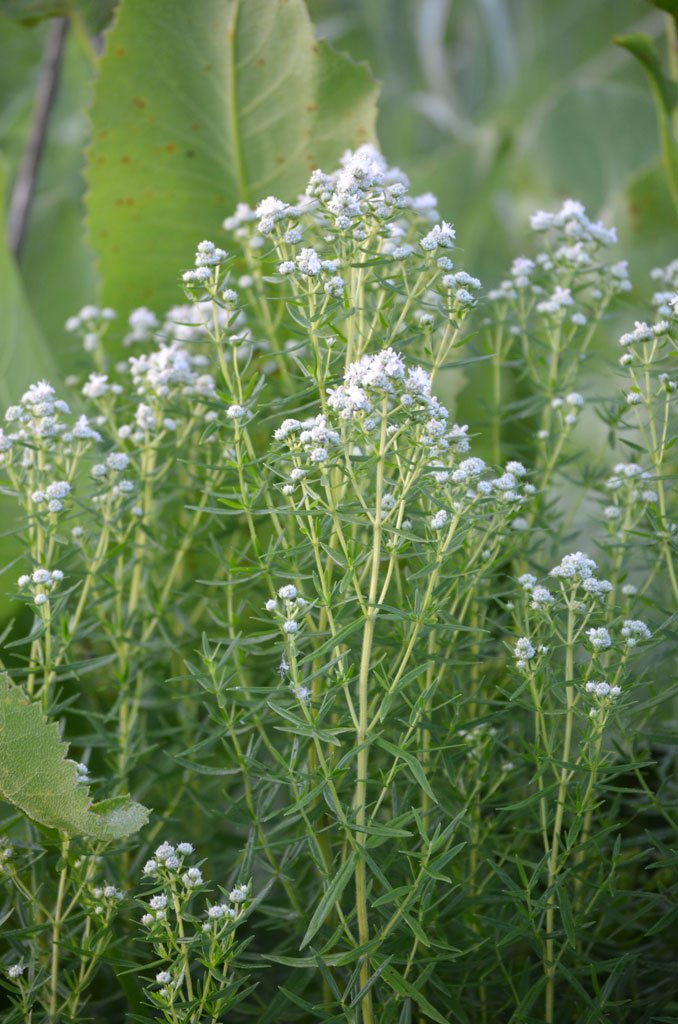 Pycnanthemum tenuifolium.jpg