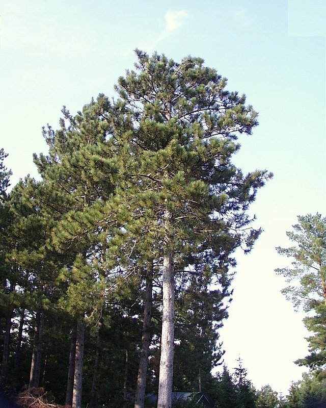 Pinus_resinosa.jpg