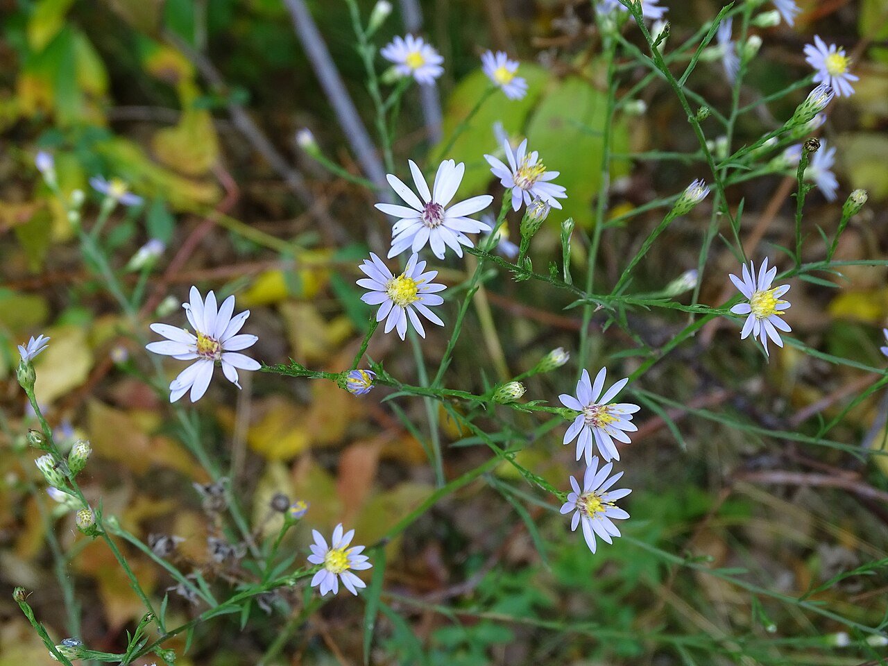 Sky-blue Aster