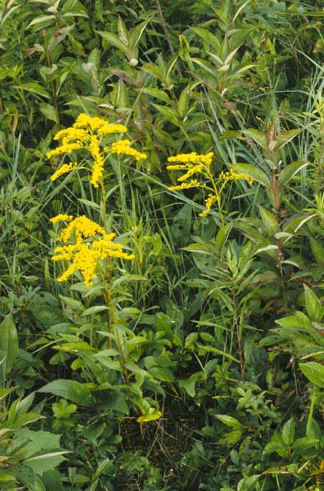 Solidago_juncea_Wikimedia Commons (1).jpg