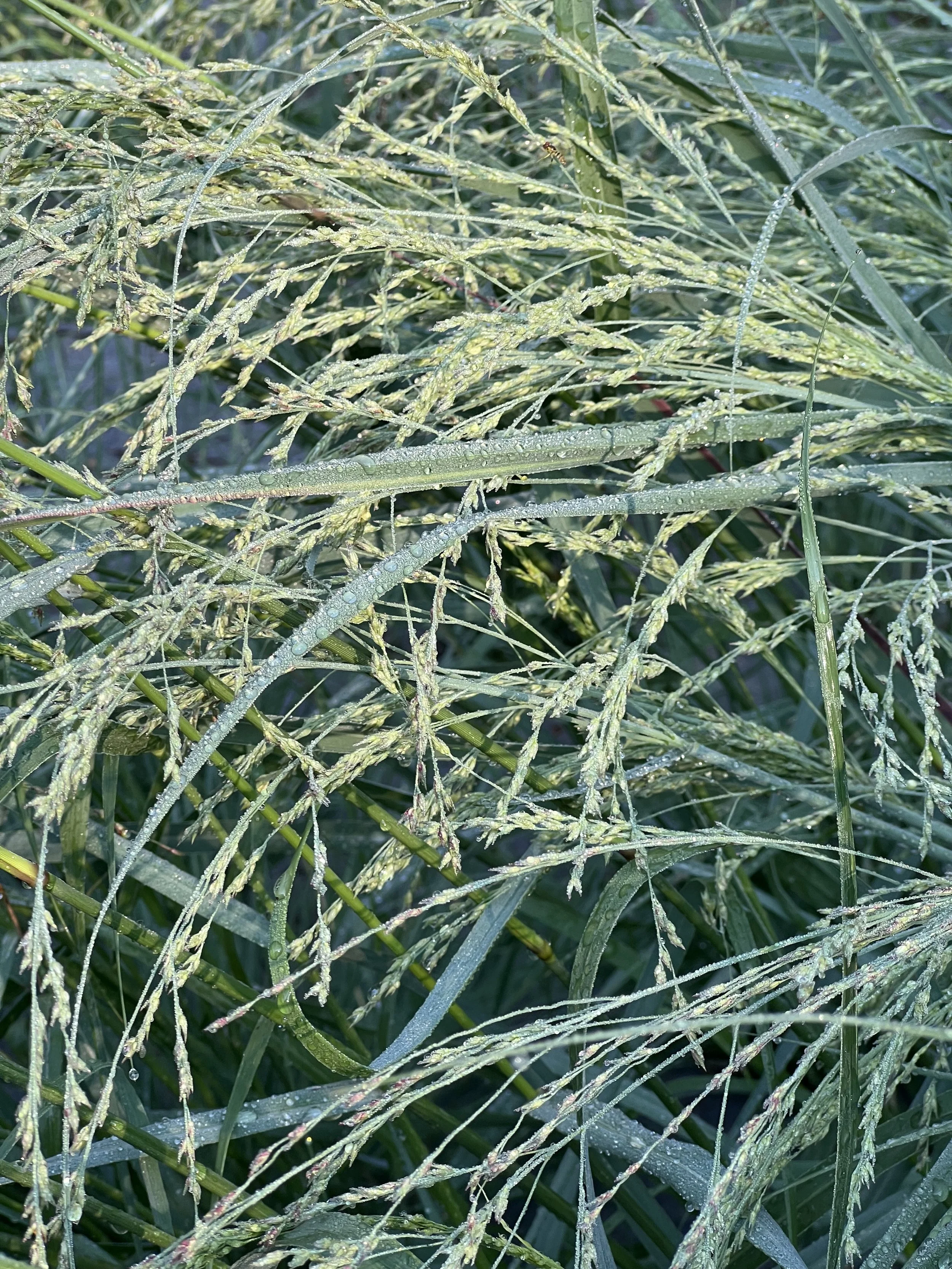 Panicum virgatum.jpeg
