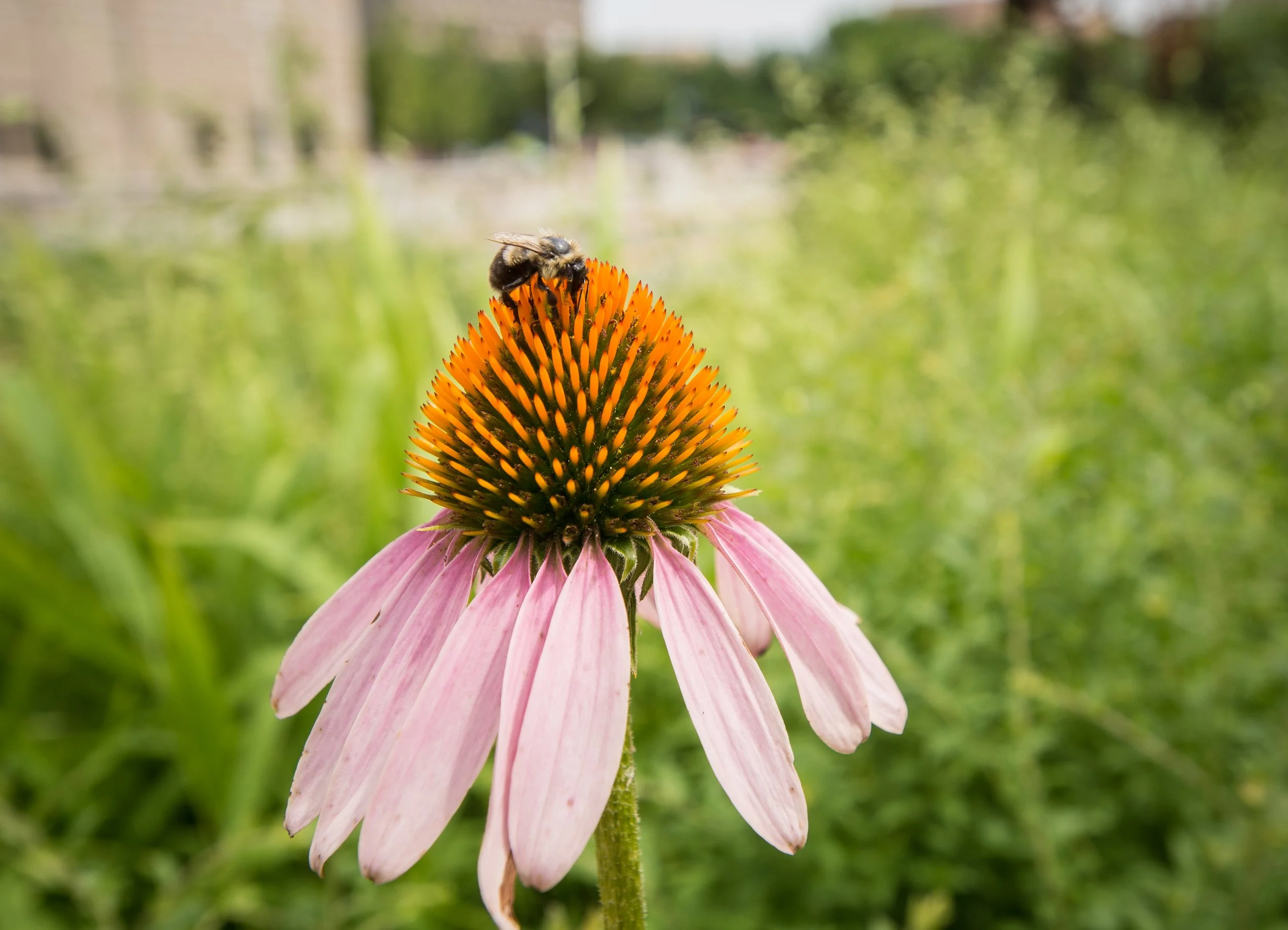 Narrow-leaved Coneflower