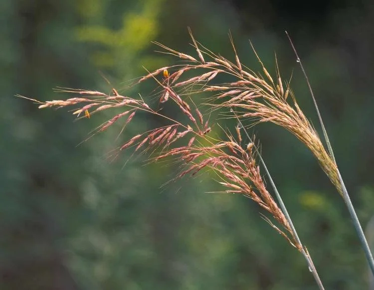 Indian Grass