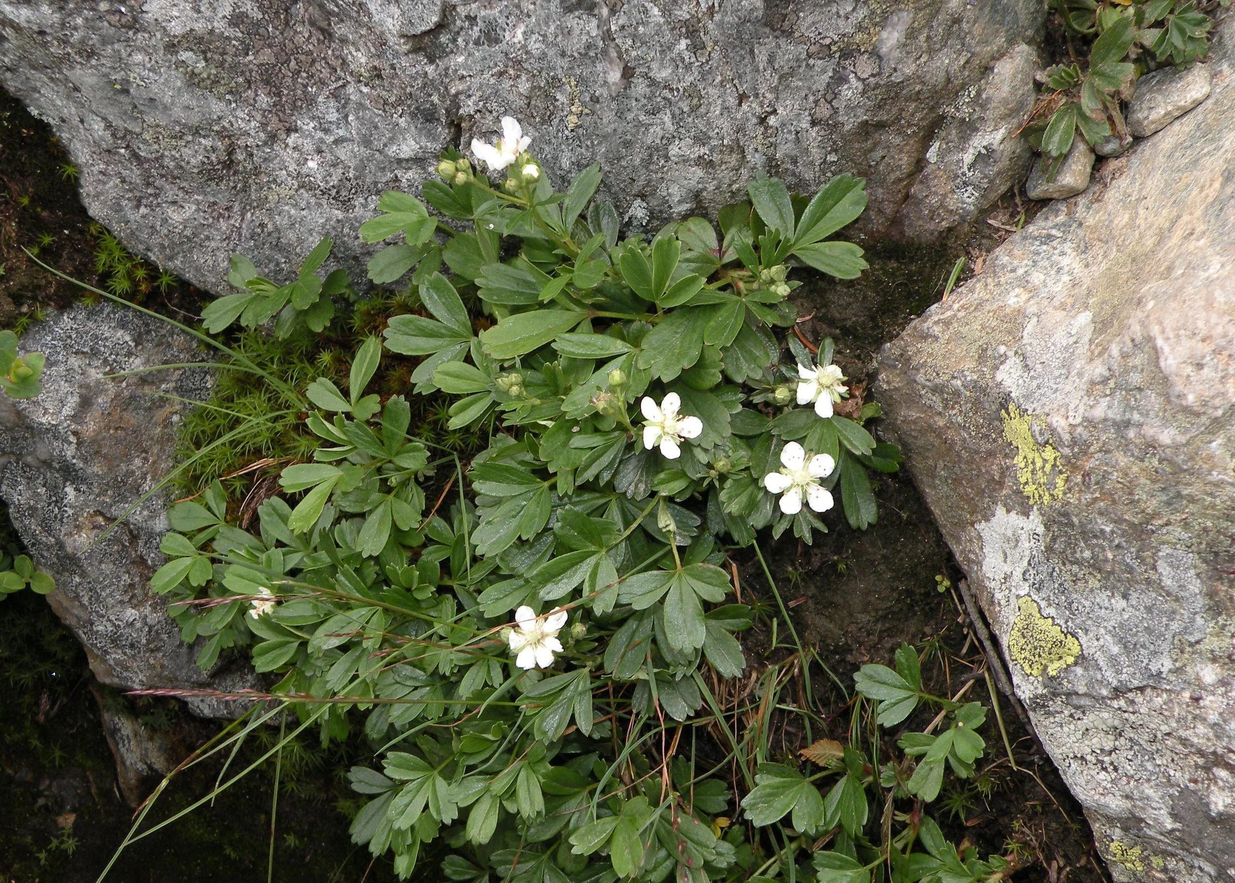 Three-toothed Cinquefoil