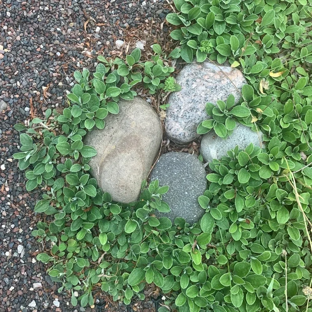 Pussytoes.webp