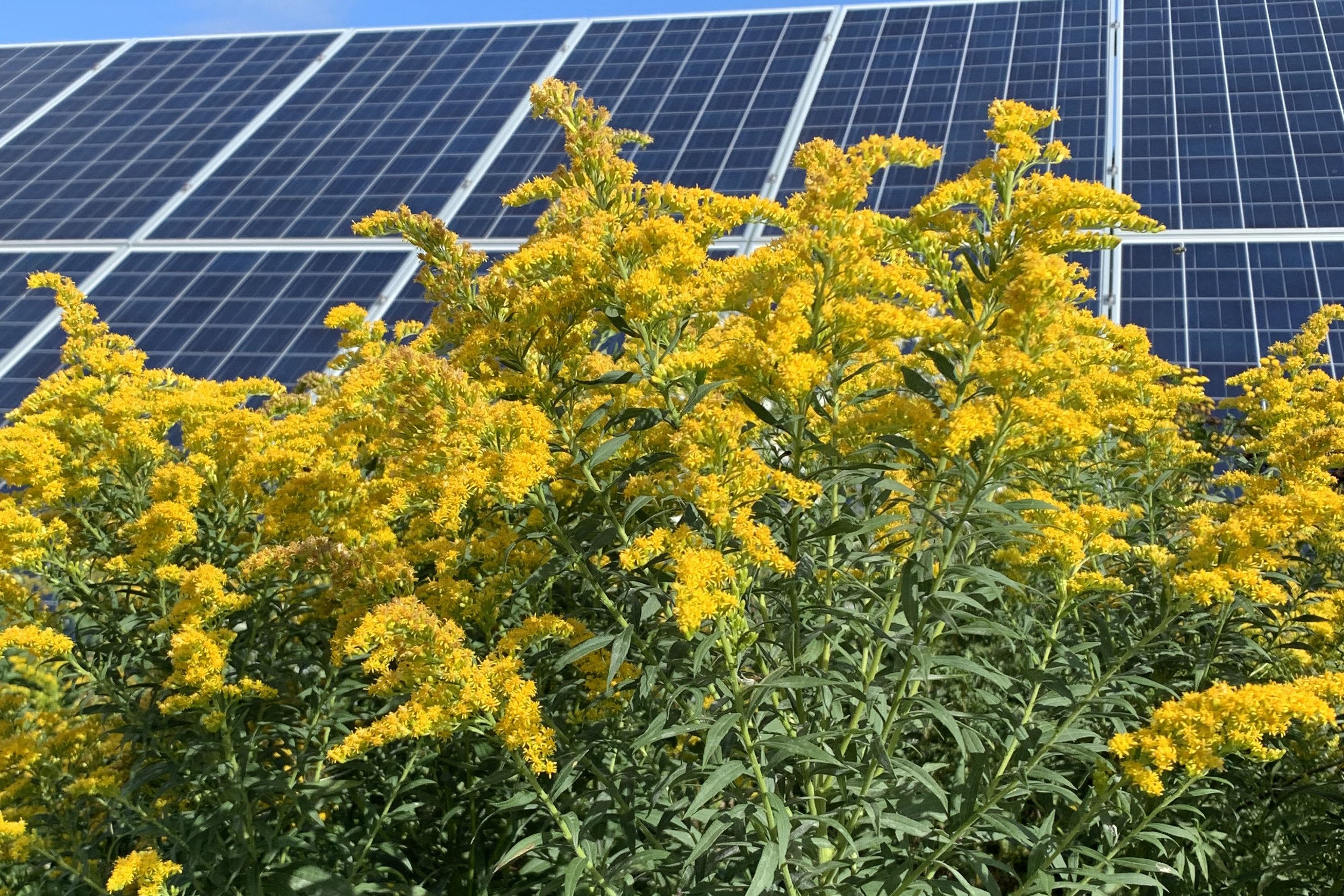Solidago_canadensis.jpeg