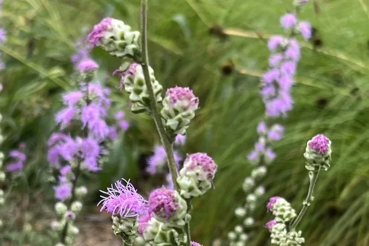 Meadow Blazing Star.webp