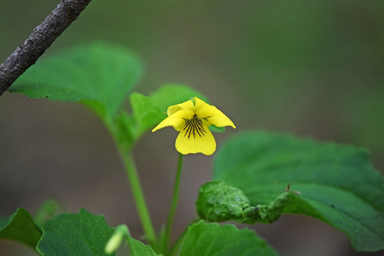 Yellow Violet