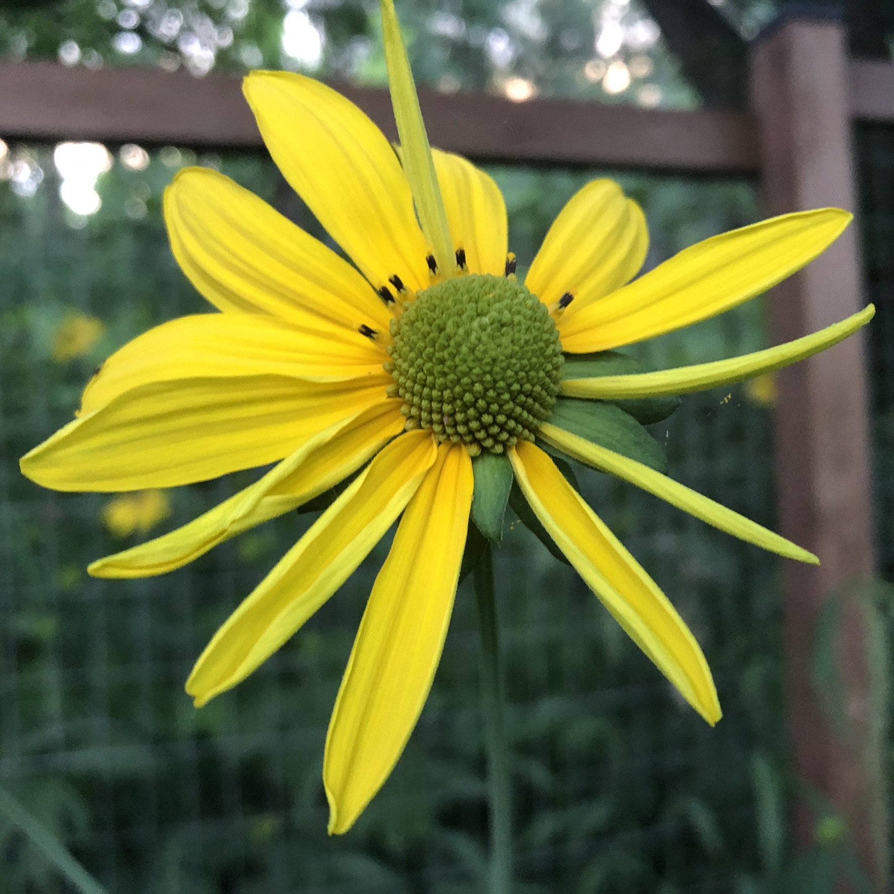 Rudbeckia laciniata.jpeg