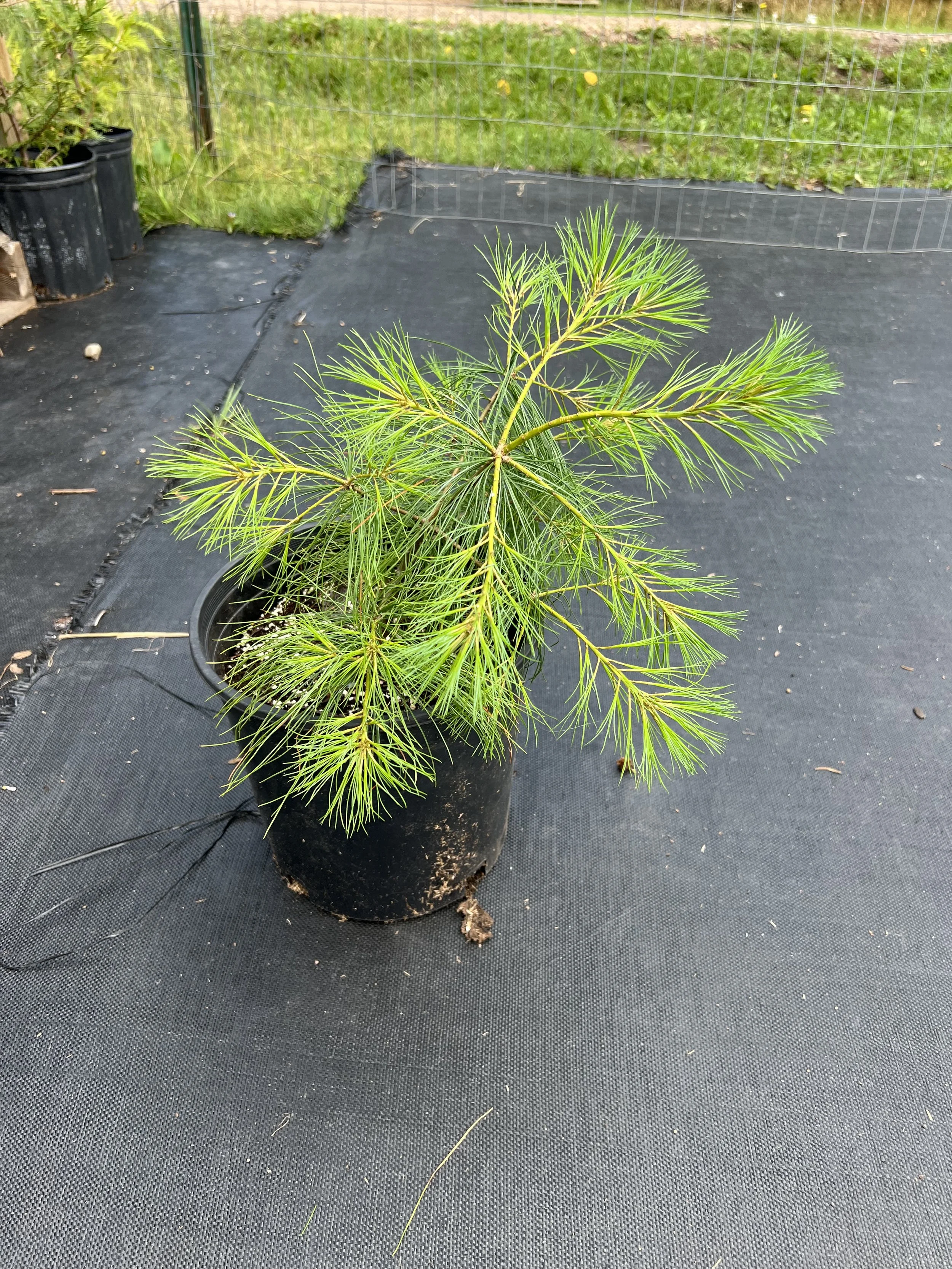 White Pine