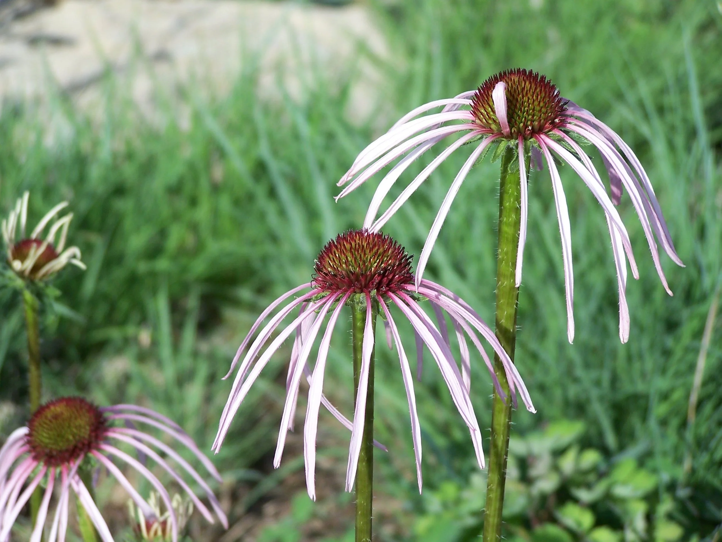 Narrow-leaved Purple Coneflower
