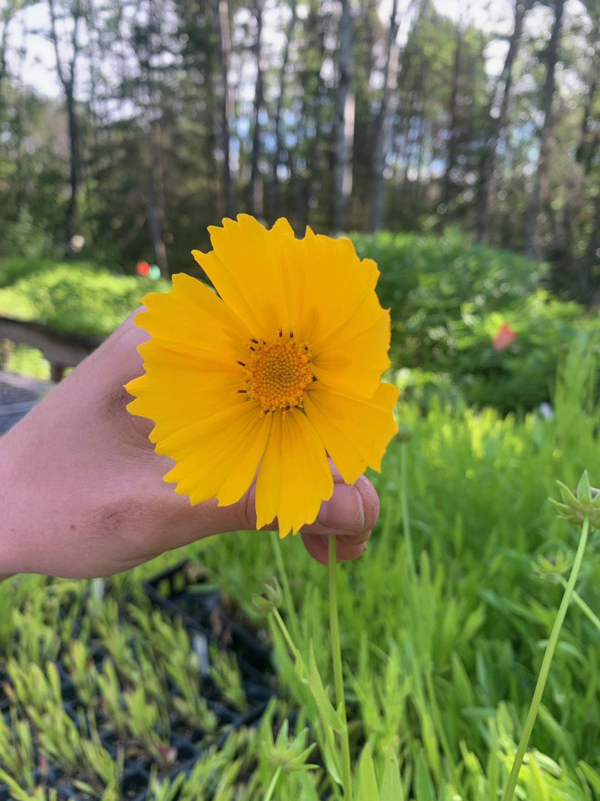 Copy of Coreopsis lanceolata.jpg