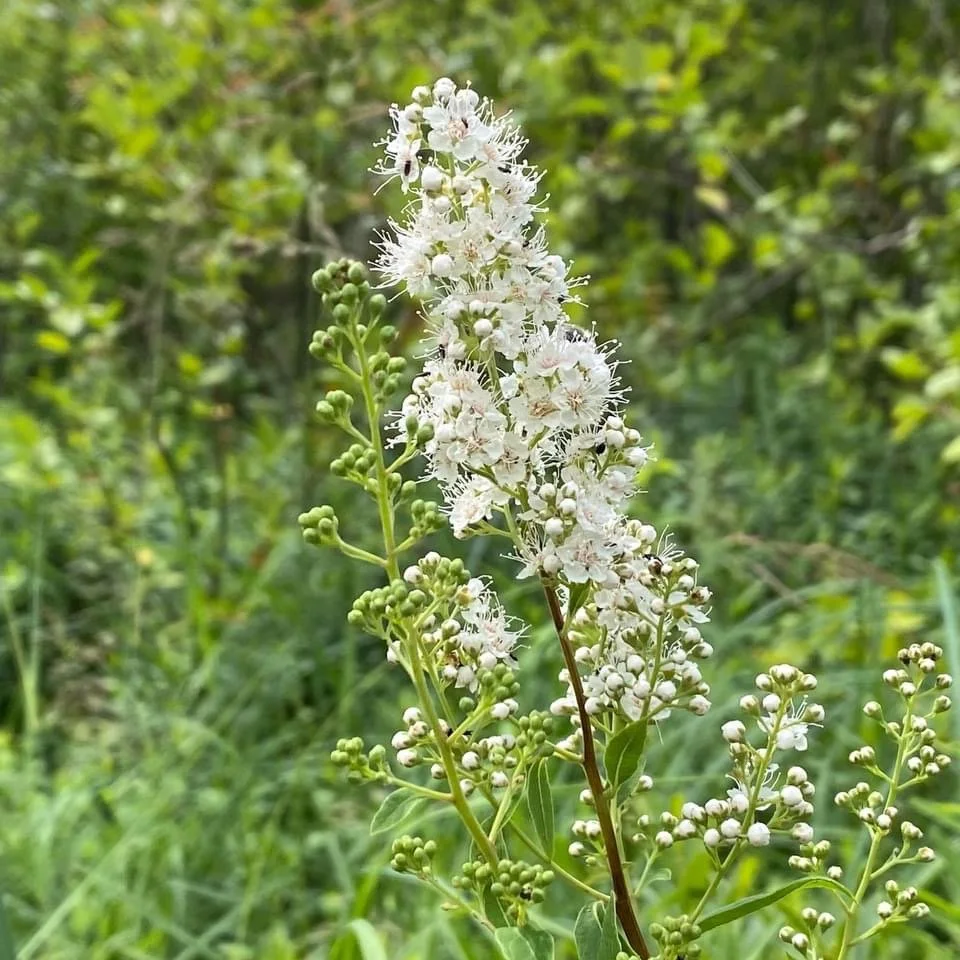 Spiraea alba.JPG