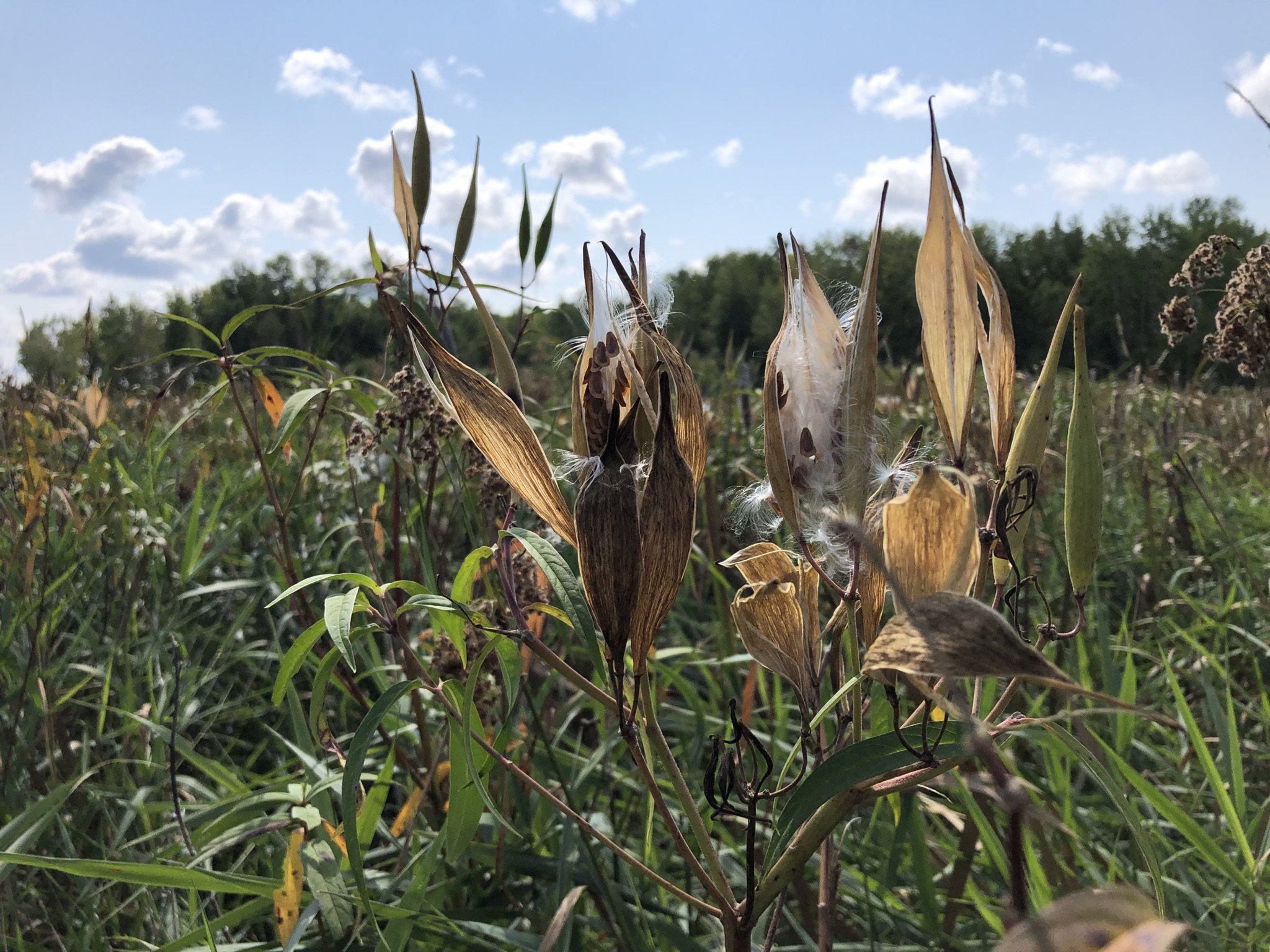 Asclepias incarnata seed.jpeg