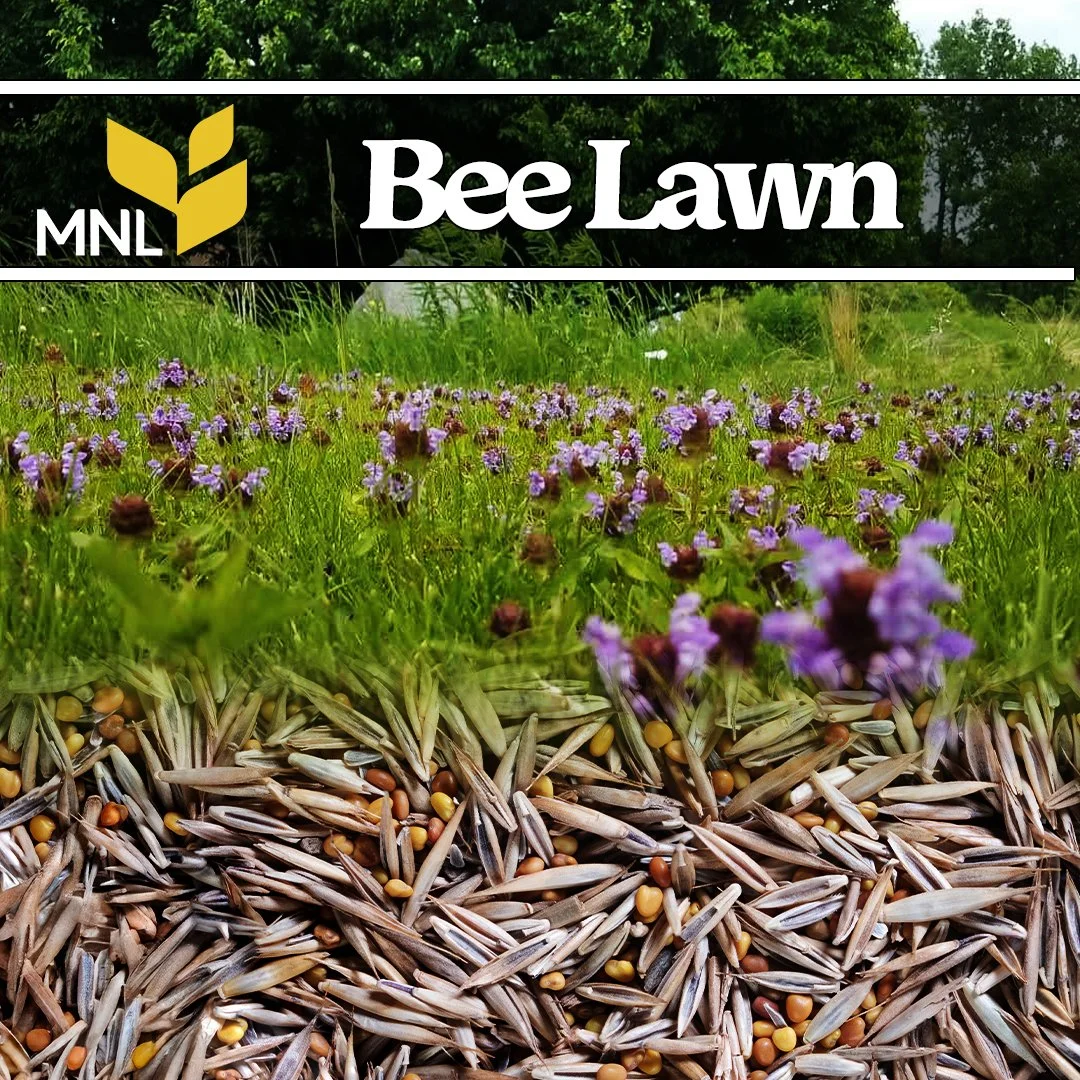 Bee Lawn (Covers 1,000 square feet)