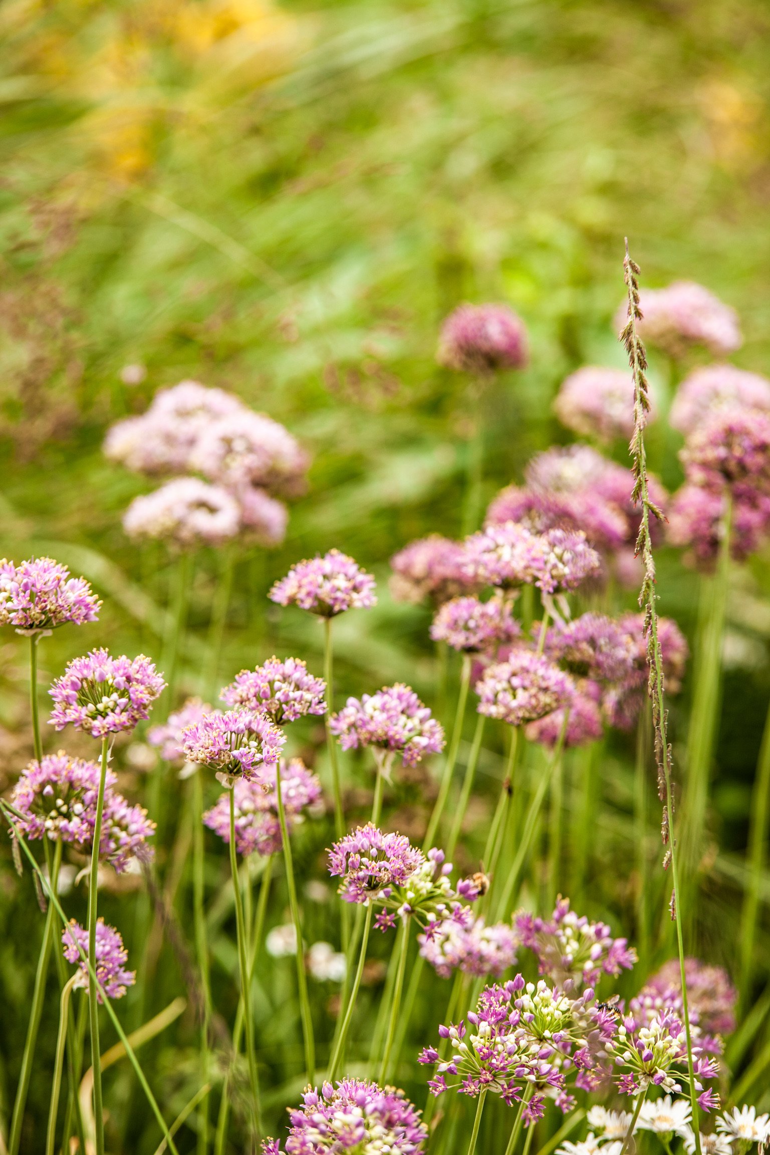 Copy of Allium stellatum 2.jpg