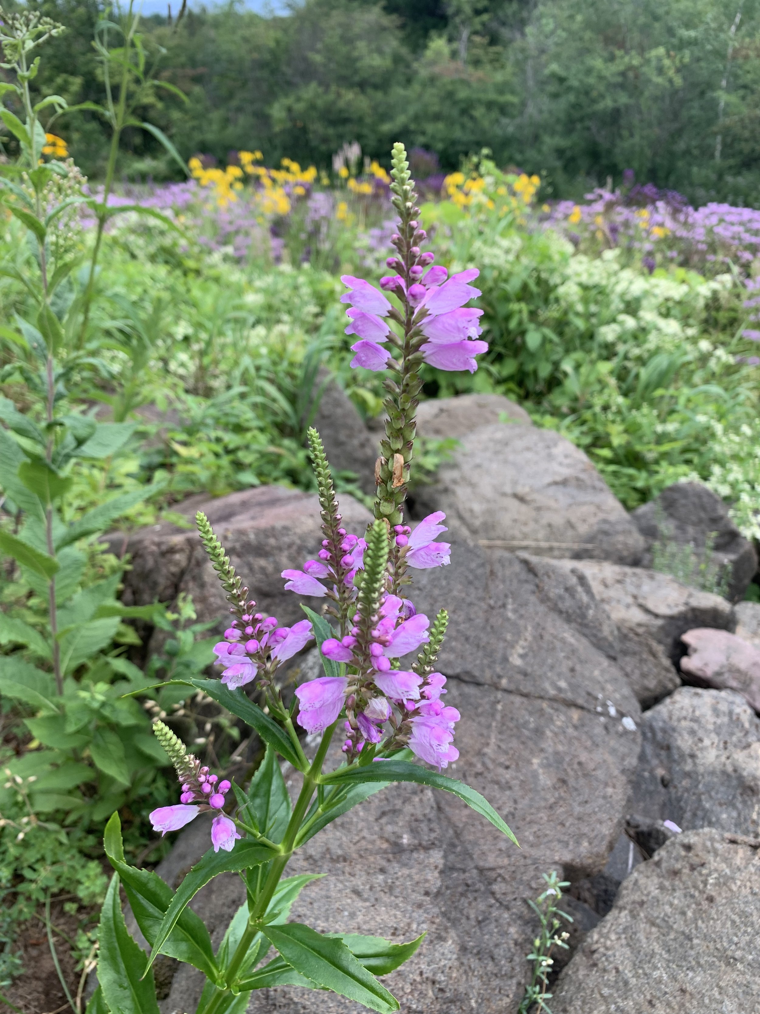 Physostegia virginiana 3.jpeg