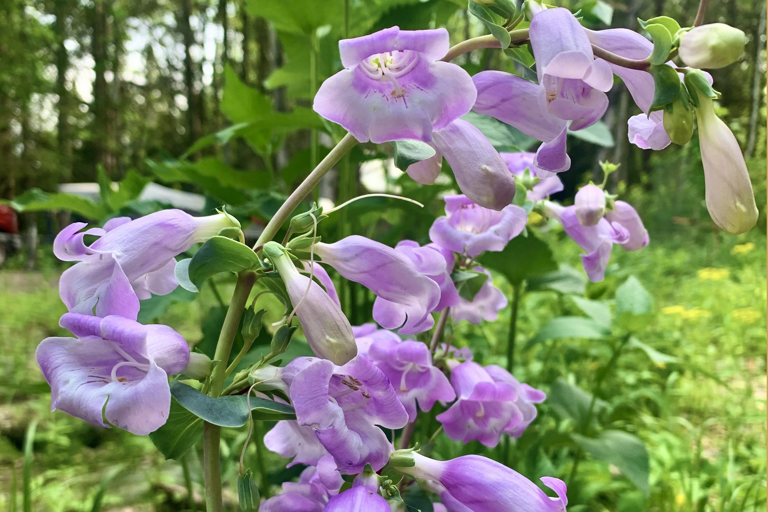 Penstemon grandiflorus (1).jpeg