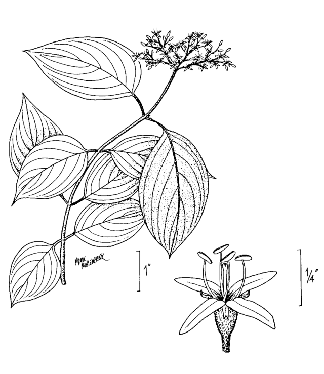 Cornus_amomum_illustration.png