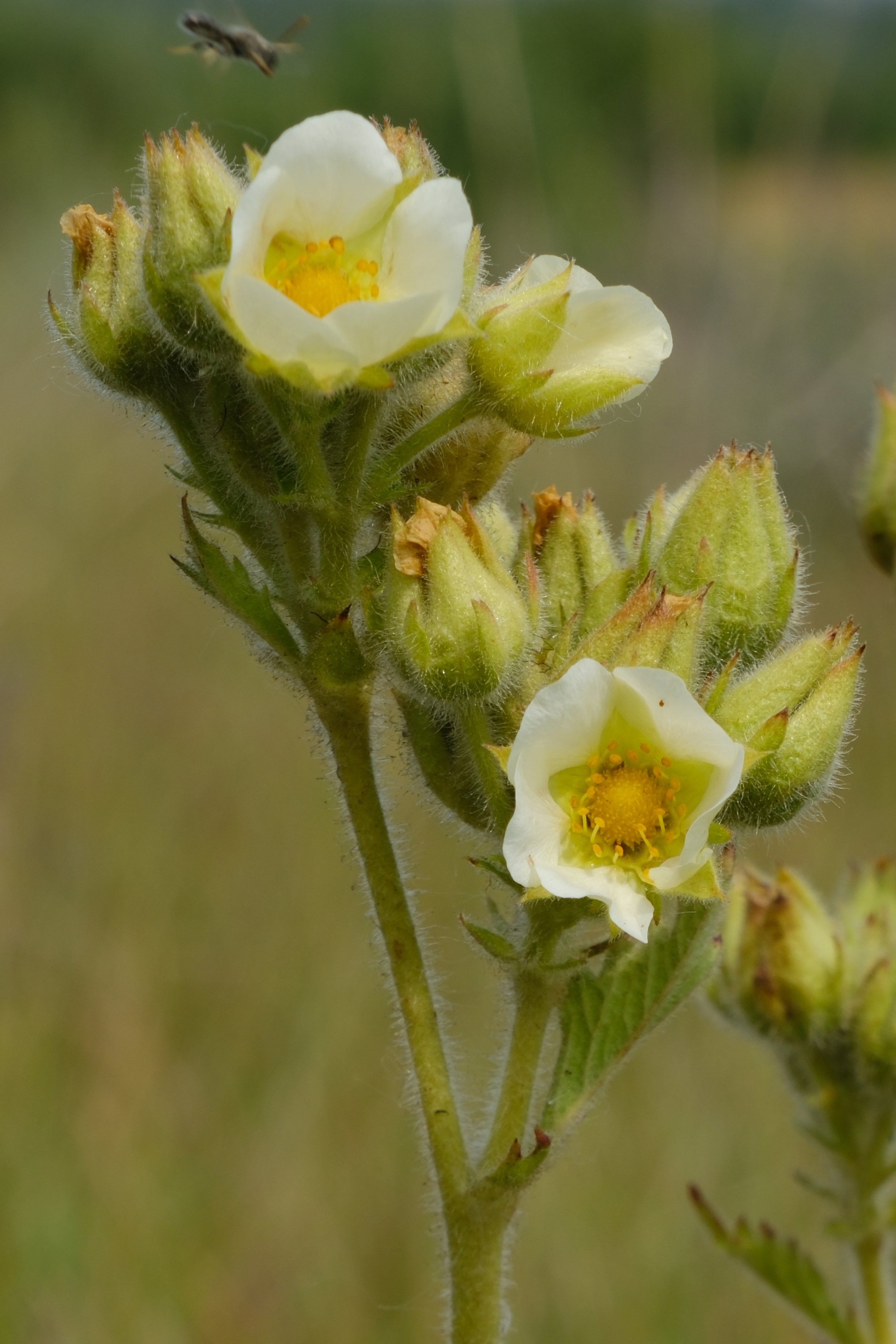 Prairie Cinquefoil