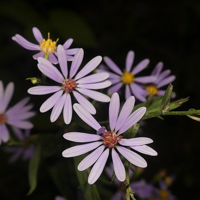 Symphyotrichum_laeve_96575691.jpg