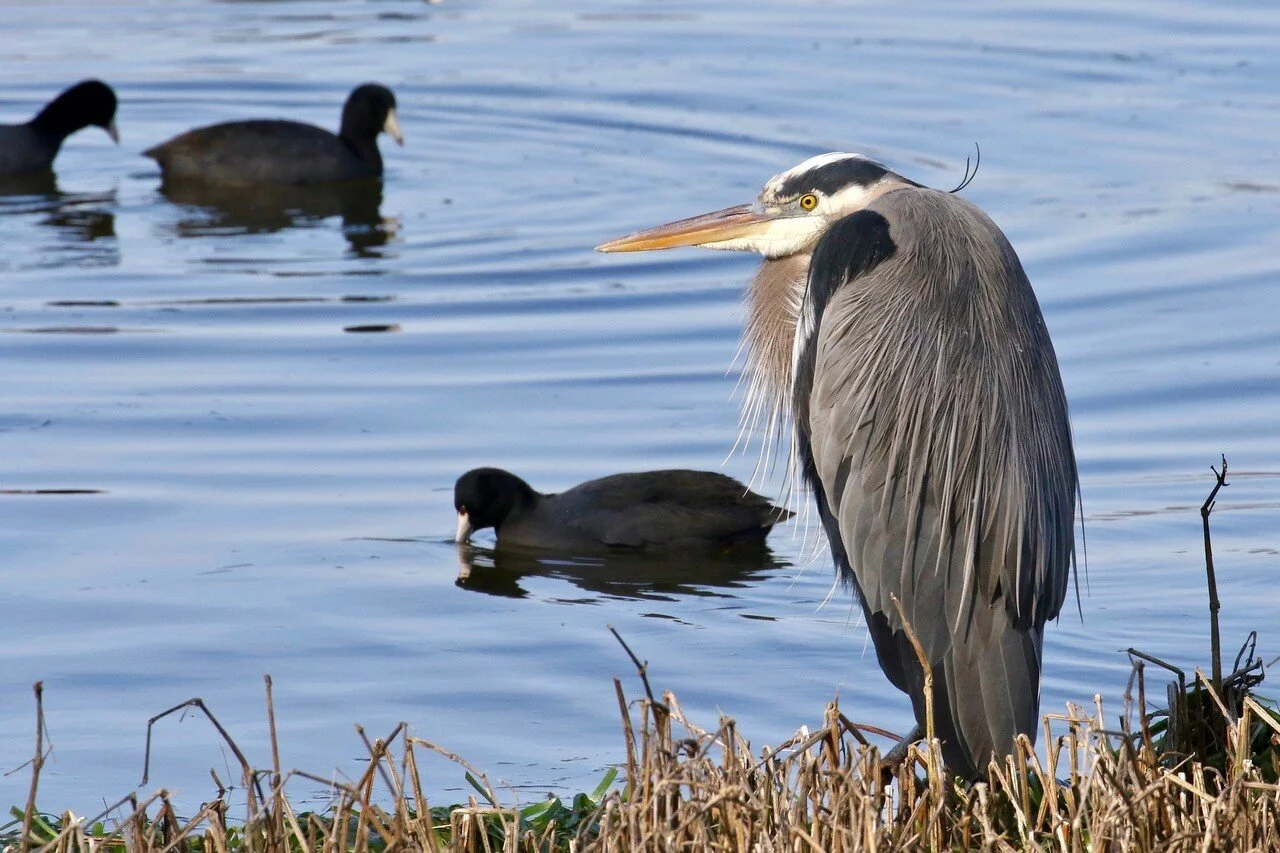 Photographer: H. DeanSP108  Great Blue Heron and American Coots