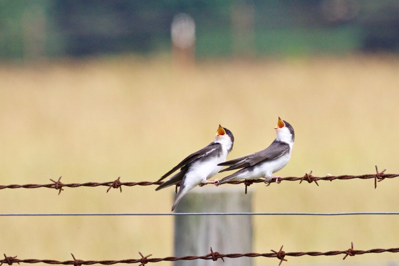Photographer: H. DeanSP109  Two Fledgling Tree Swallows begging for food