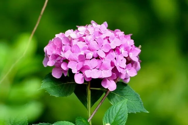 Title: Pinkerella HydrangeaPhotographer: H. Dean