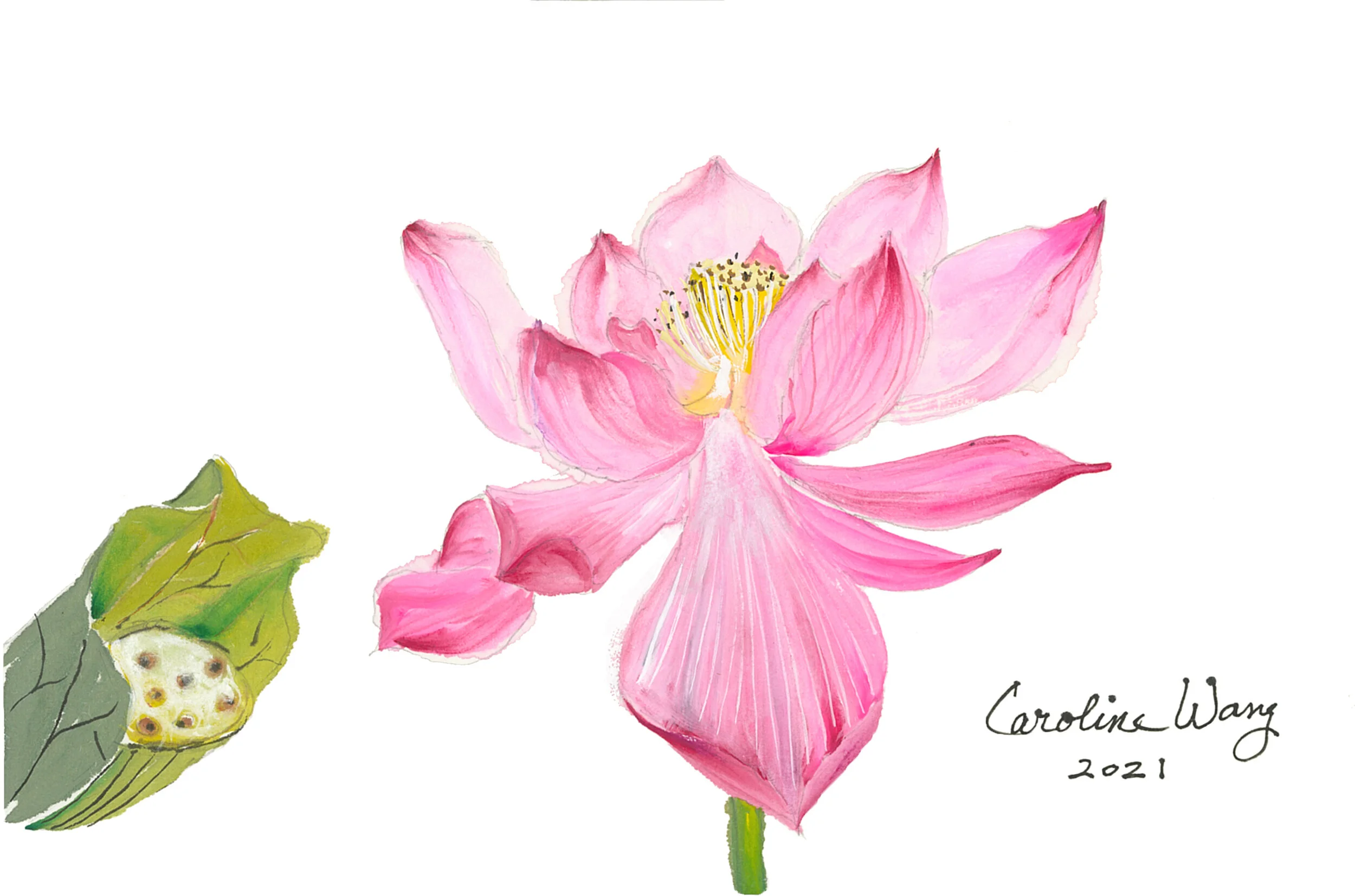 Title: LotusArtist: C. Wang