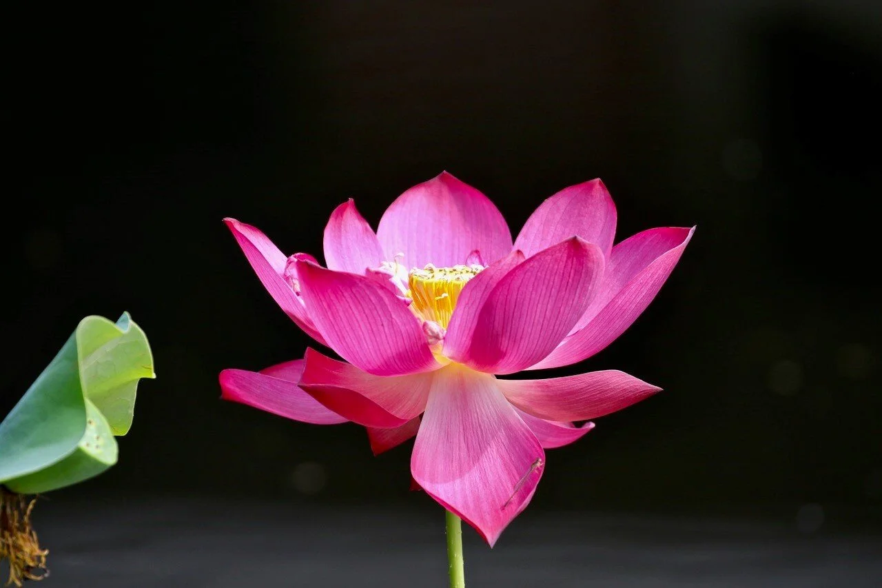 Title: LotusPhotographer: H. Dean