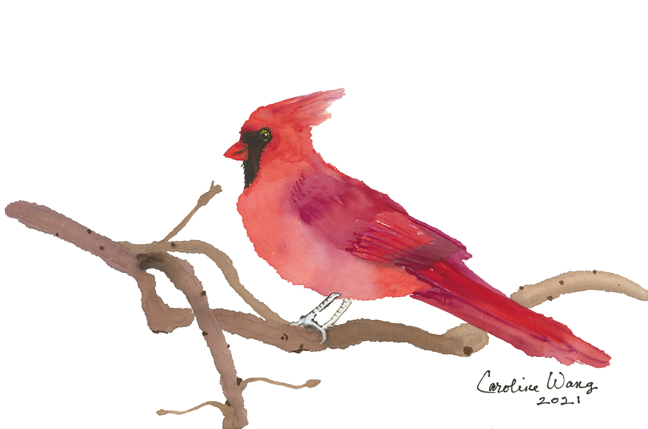 Title: Northern CardinalArtist: C. Wang