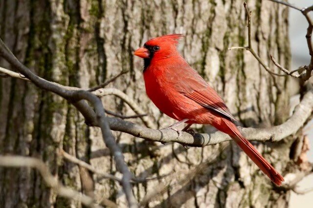 Title: Northern CardinalPhotographer: H. Dean