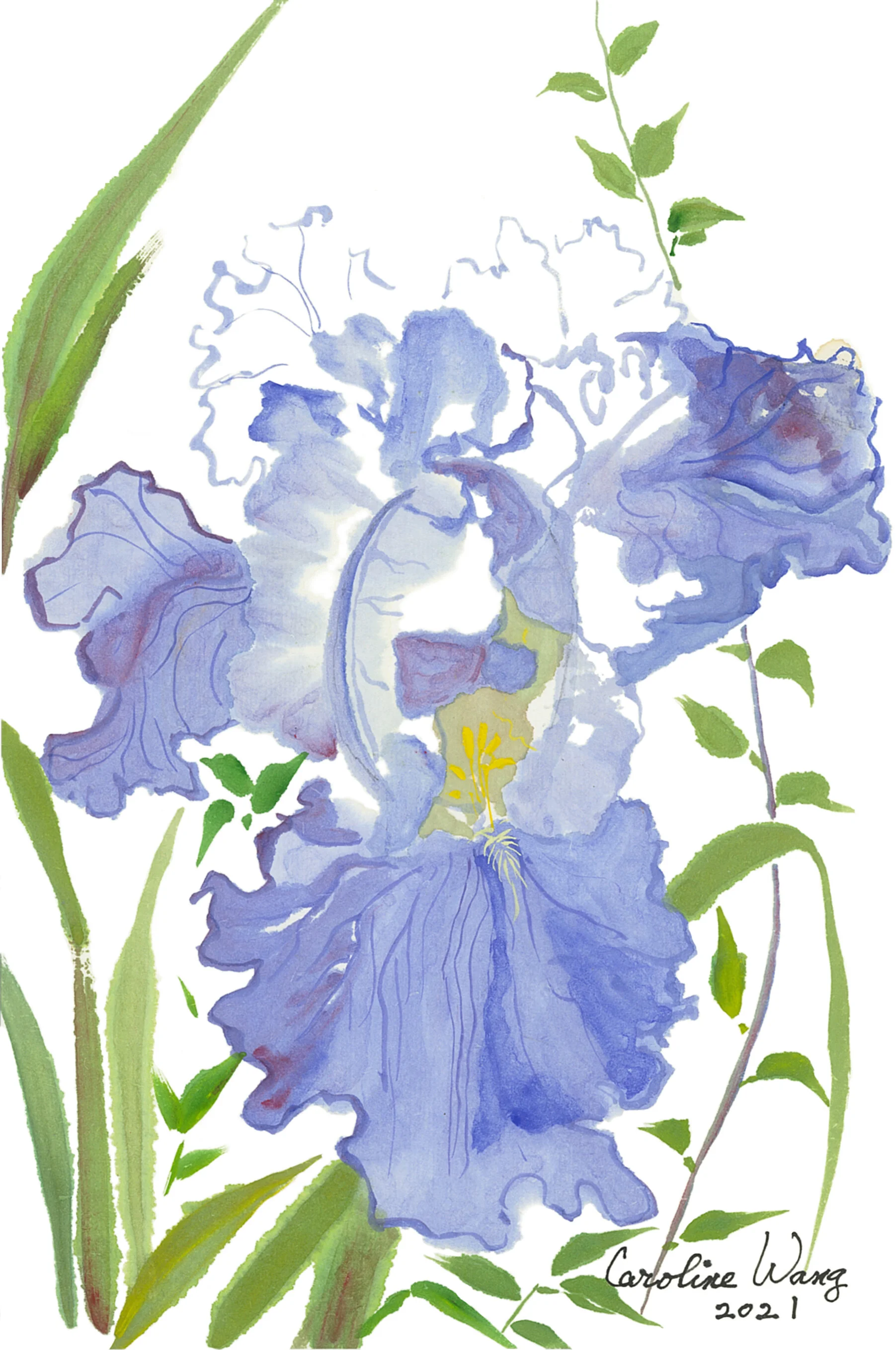 Title: Bearded IrisArtist: C. Wang