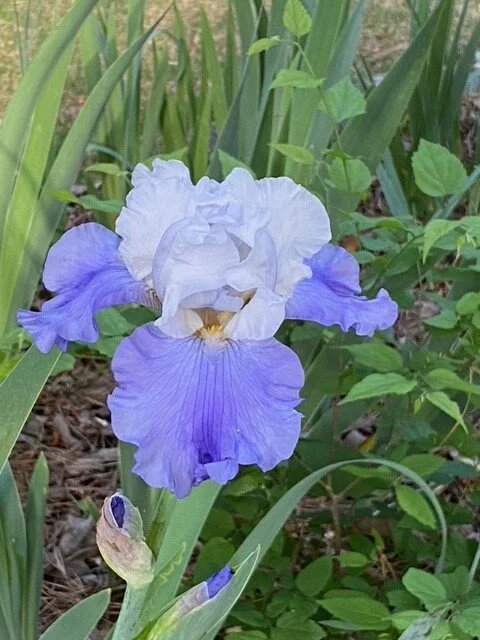 Title: Bearded IrisPhotographer: H. Dean