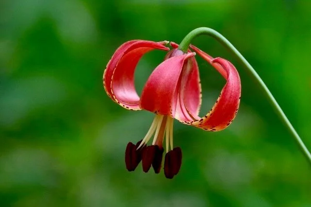 Title: Canada LilyPhotographer: Harry Dean