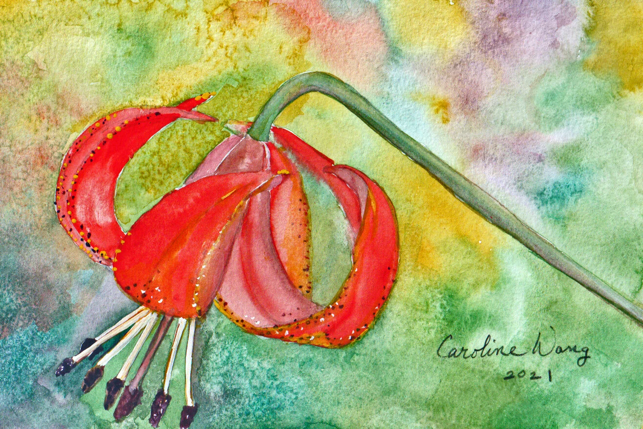 Title: Canada LilyArtist: Caroline Wang
