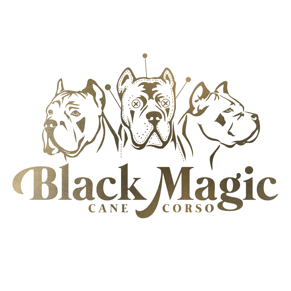 Black Magic Cane Corso