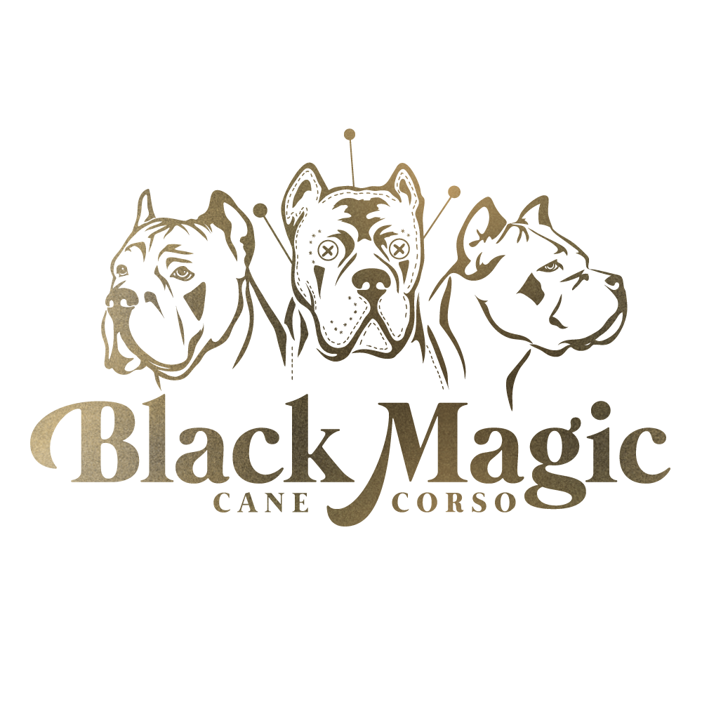 Black Magic Cane Corso