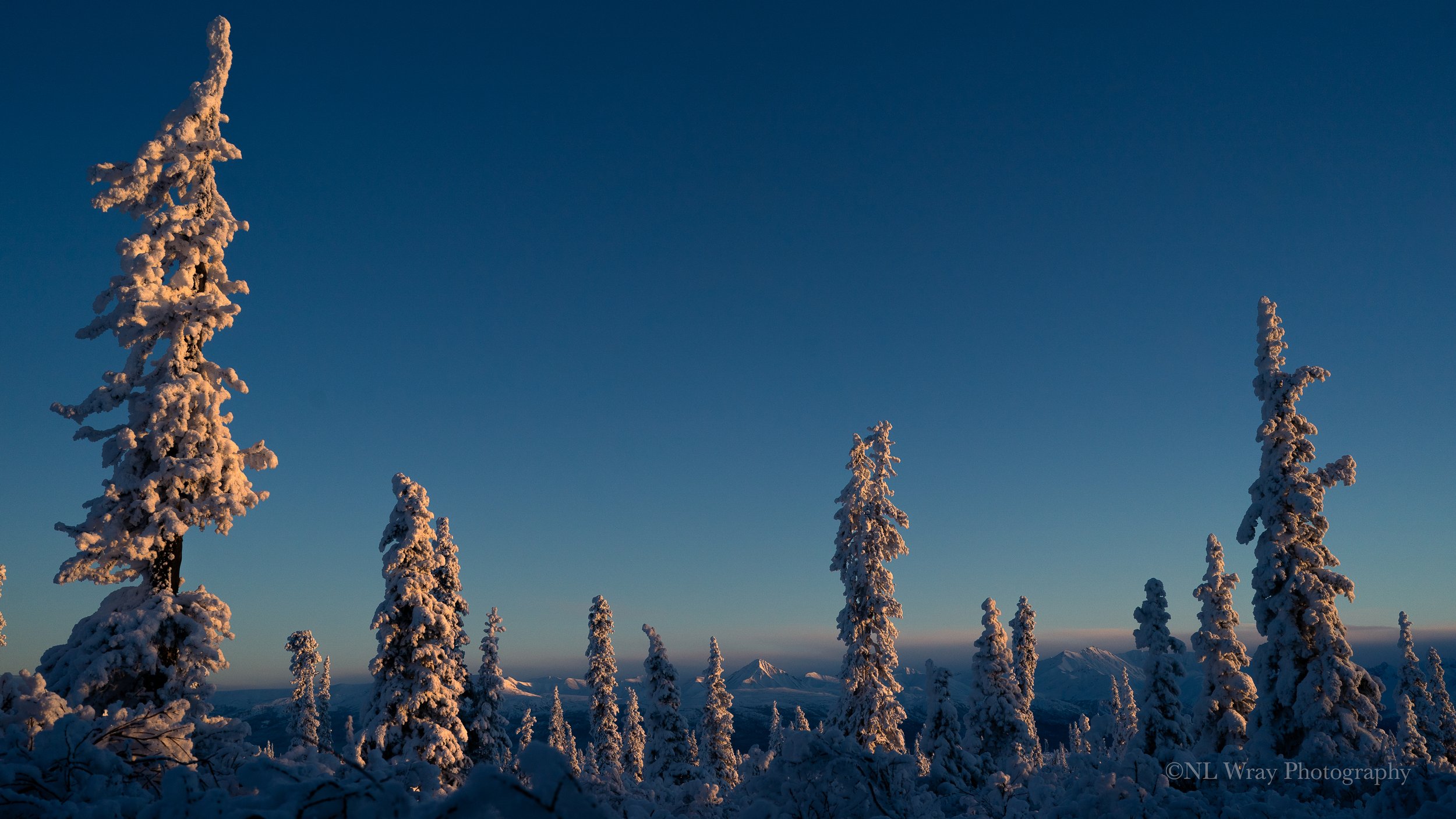 2021.11.13 Glenn Highway Snow Trees 1.jpg