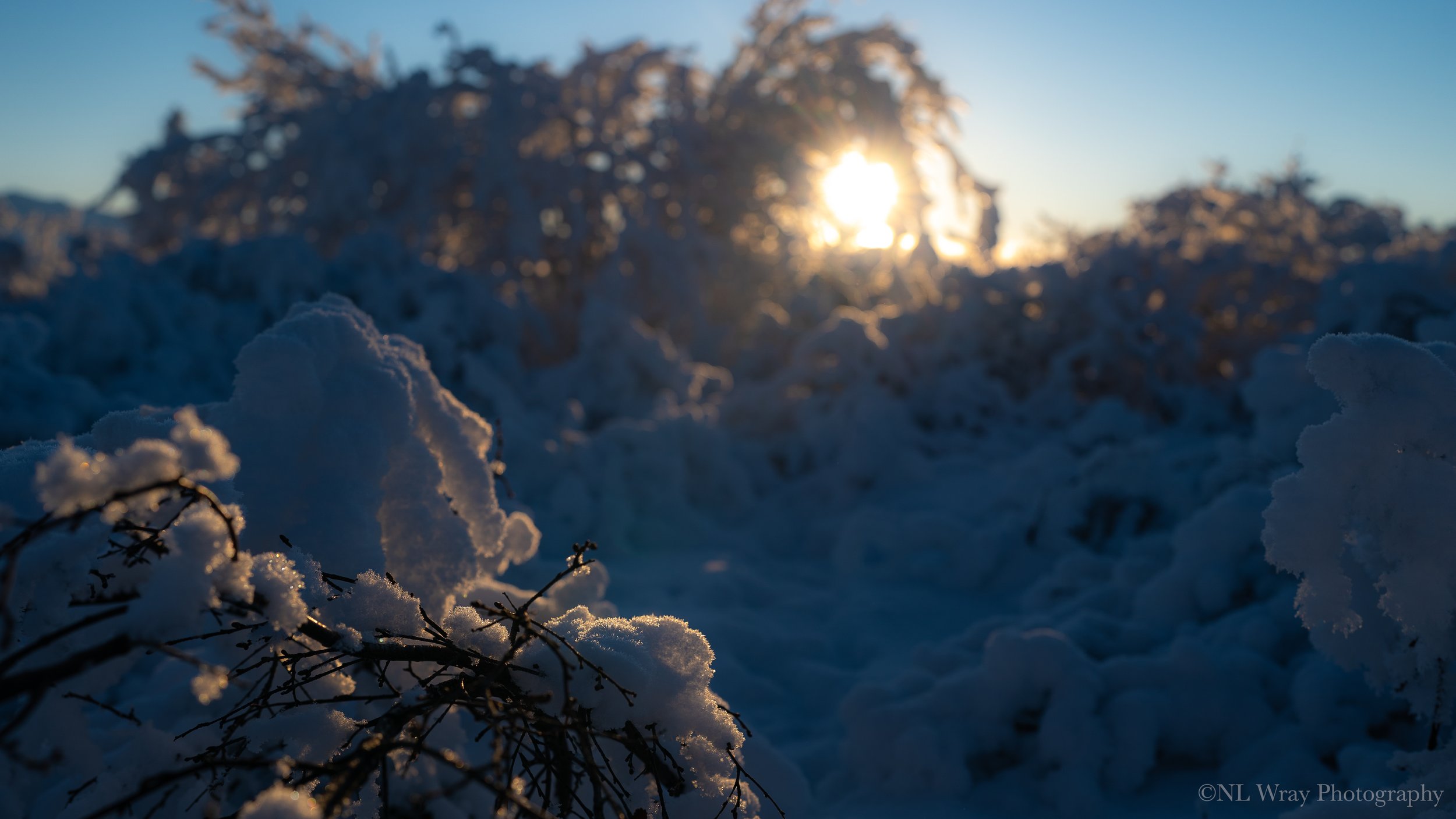 2021.11.13 Glenn Highway Snow Trees 3.jpg