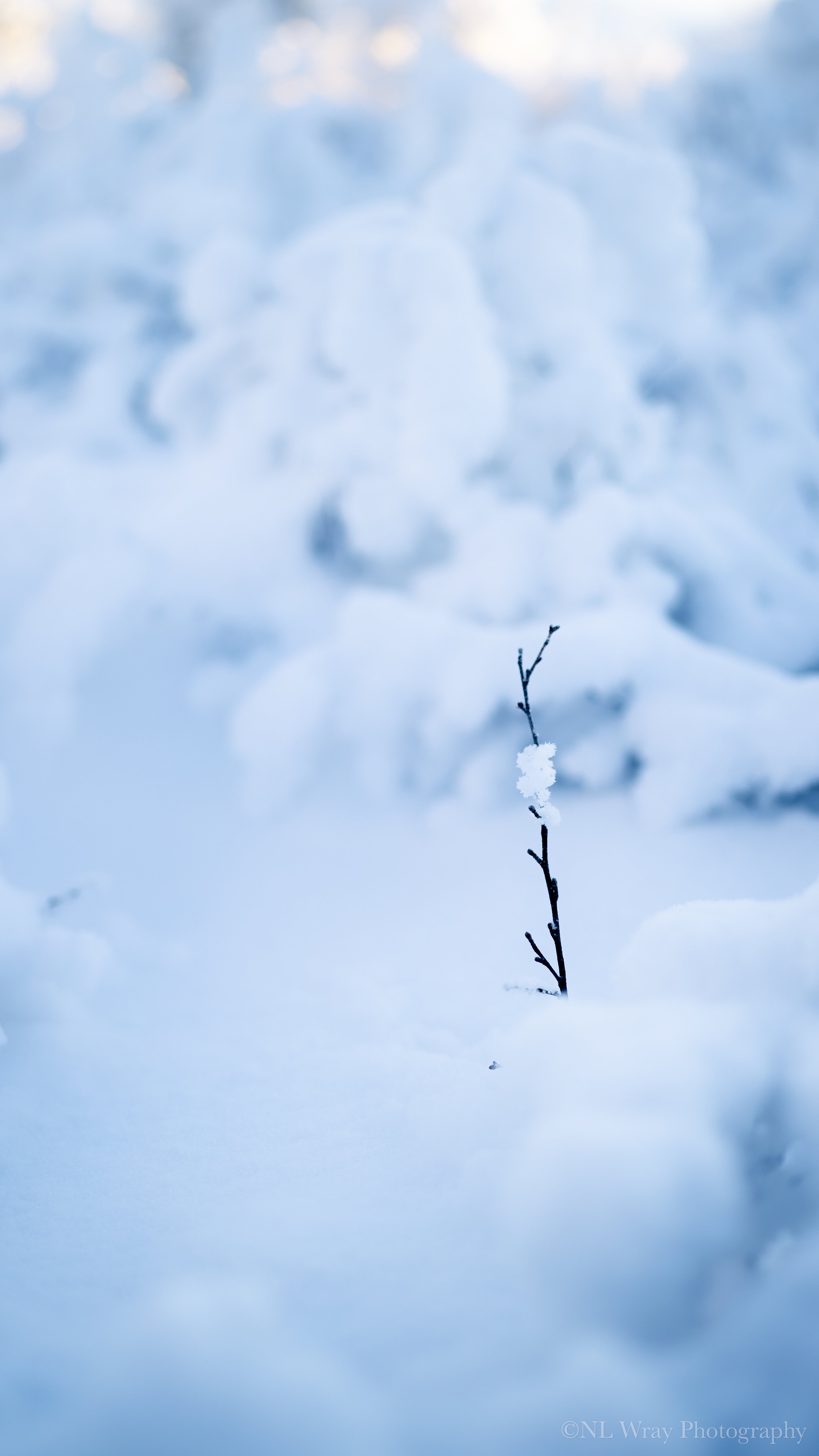 2021.11.13 Glenn Highway Stick in Snow.jpg