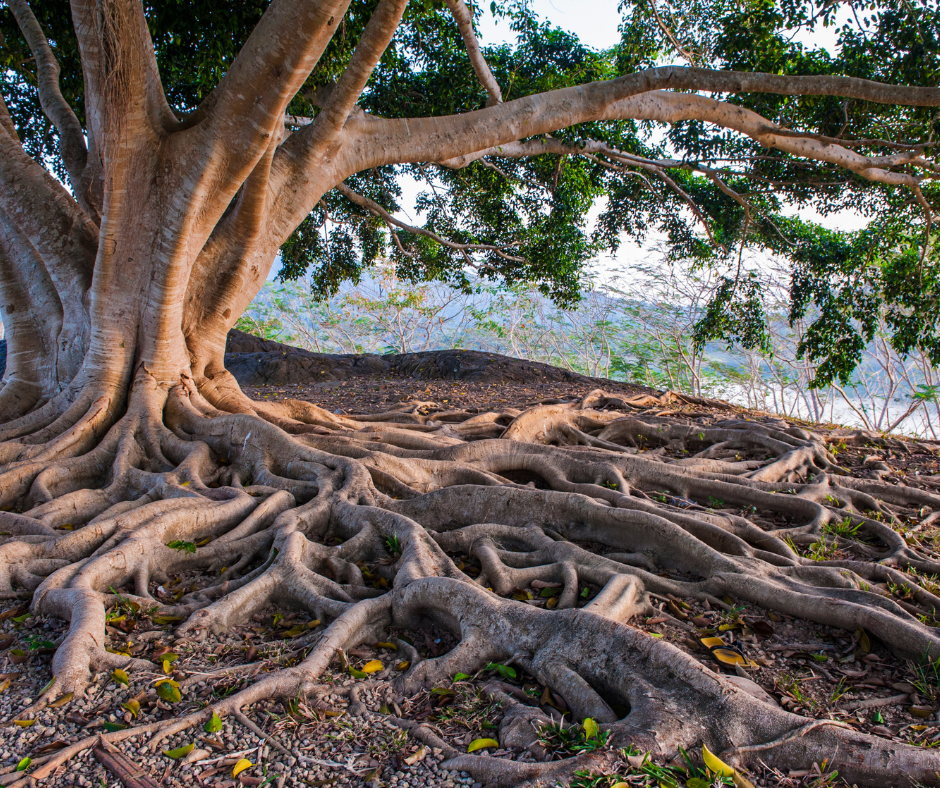Set down your roots