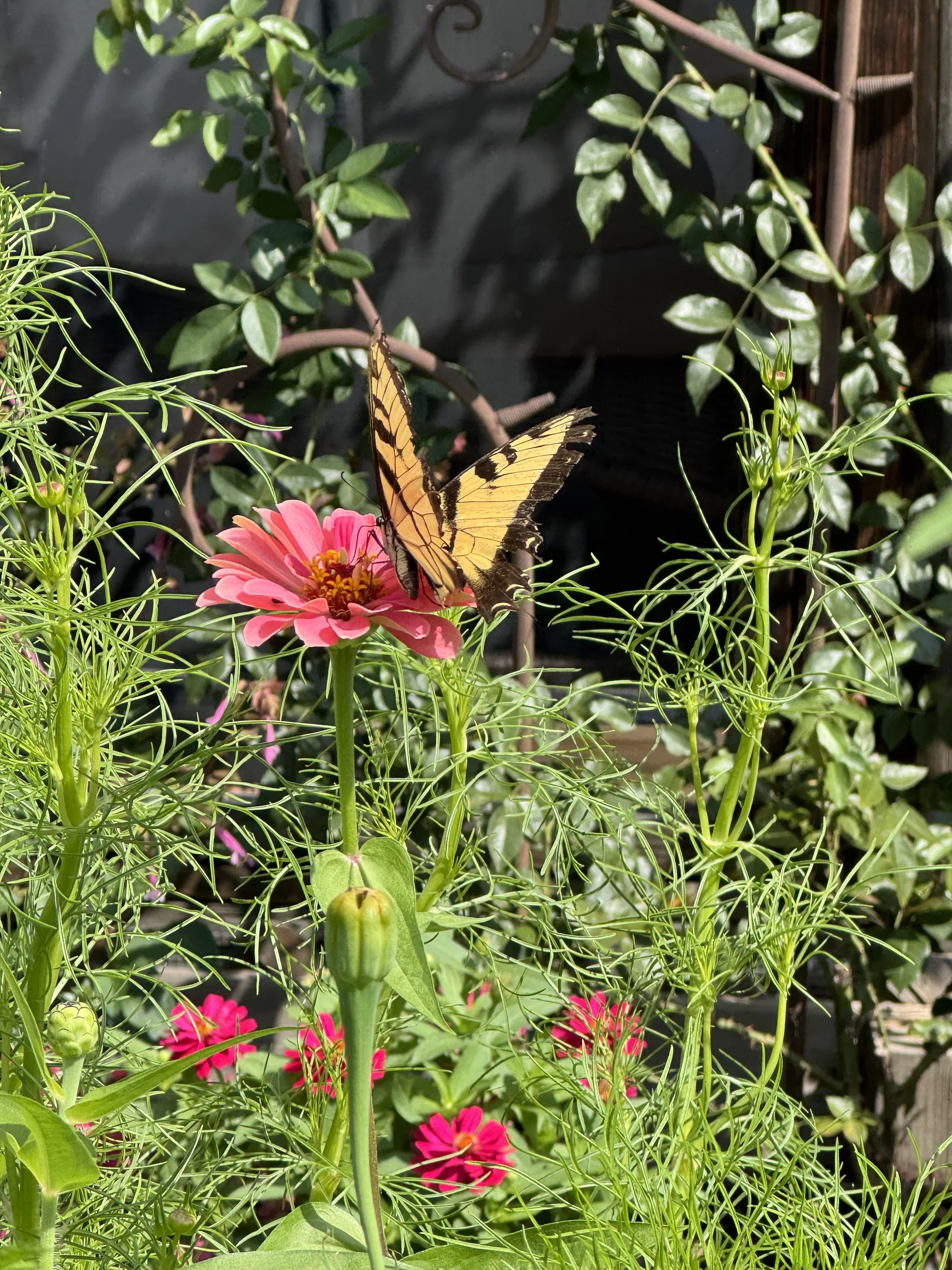 When Summer Begins to Fade: An Ayurvedic Perspective on Transition