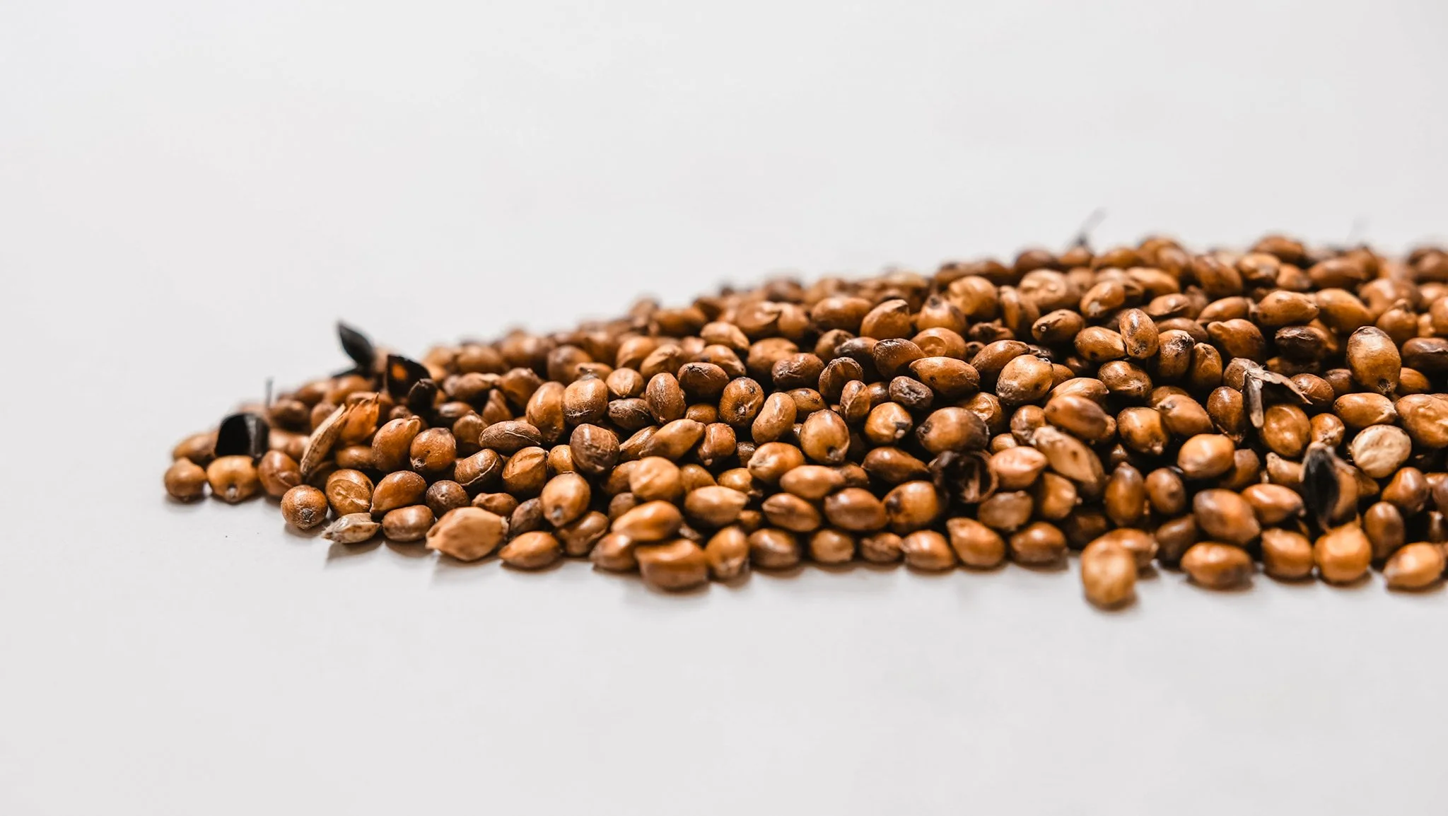 DEER CREEK EGYPTIAN WHEAT — Lake State Contracting & Supply