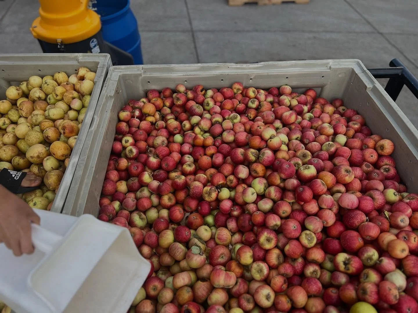 We just got our hands on some incredible new apple varieties for next year&rsquo;s blend: Tremlett&rsquo;s Bitter, Golden Russet, Hudson&rsquo;s Golden Gem, Porter&rsquo;s Perfection, and Muscat de Bernay. All of these apples are grown using low-inte